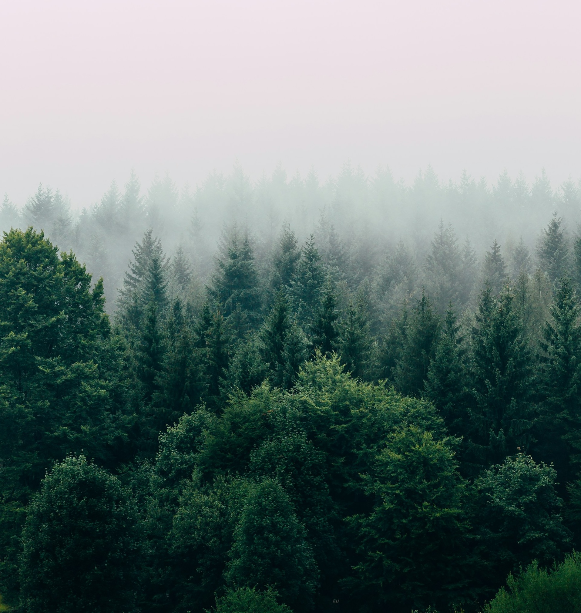 A Foggy Forest